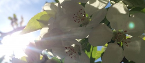 Die Sommerferien 2017 – Yoga im Garten, ein paar Impressionen!