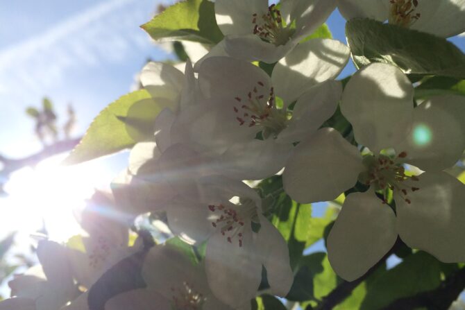 Die Sommerferien 2017 – Yoga im Garten, ein paar Impressionen!