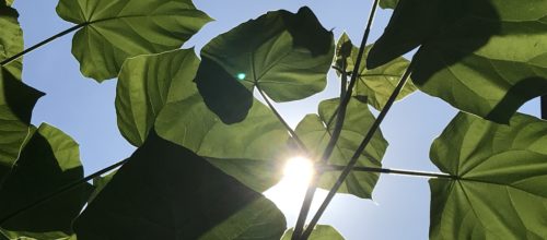 Yoga im Sommergarten, ab 15. Juni 2020…<br>Die Unity bleibt vorerst geschlossen!