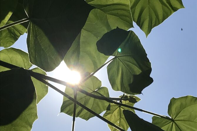 Am Montag, den 15. August 2022, KEINE ONLINE_OFFENE KLASSE…!<br>